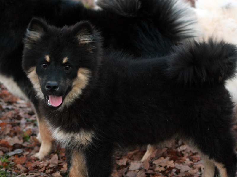 kennel skraedderbakken's Bertram