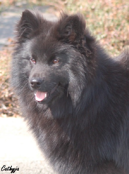 qanuk's Black scott